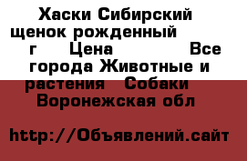 Хаски Сибирский (щенок рожденный 20.03.2017г.) › Цена ­ 25 000 - Все города Животные и растения » Собаки   . Воронежская обл.